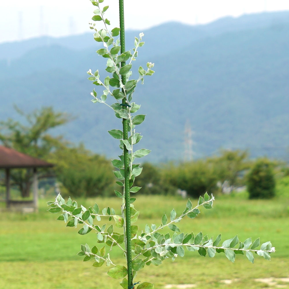 アカシア パールアカシアのおすすめ 苗木部 By 花ひろばオンライン 
