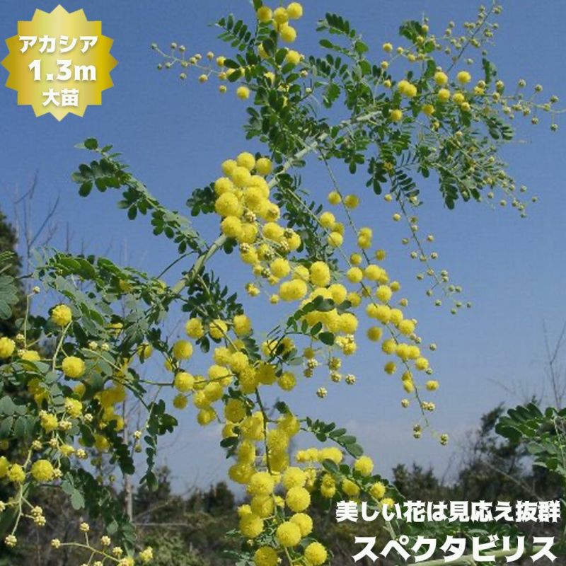 アカシア スペクタビリスの販売 苗木部 By 花ひろばオンライン