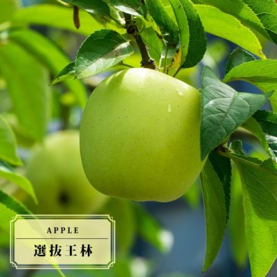 王林　成木　リンゴの木 りんごの苗木 王林【果樹の苗木 4～5号ポット／1個売り
