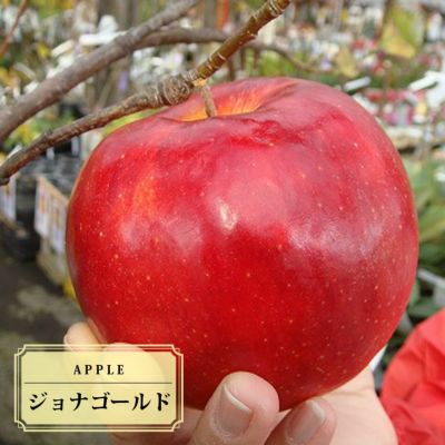 ジョナりんご様 b21fbba8b4fce2c835d3239a4eb585