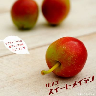 リンゴ クラブアップル スイートメイデンの販売 苗木部 By 花ひろば 