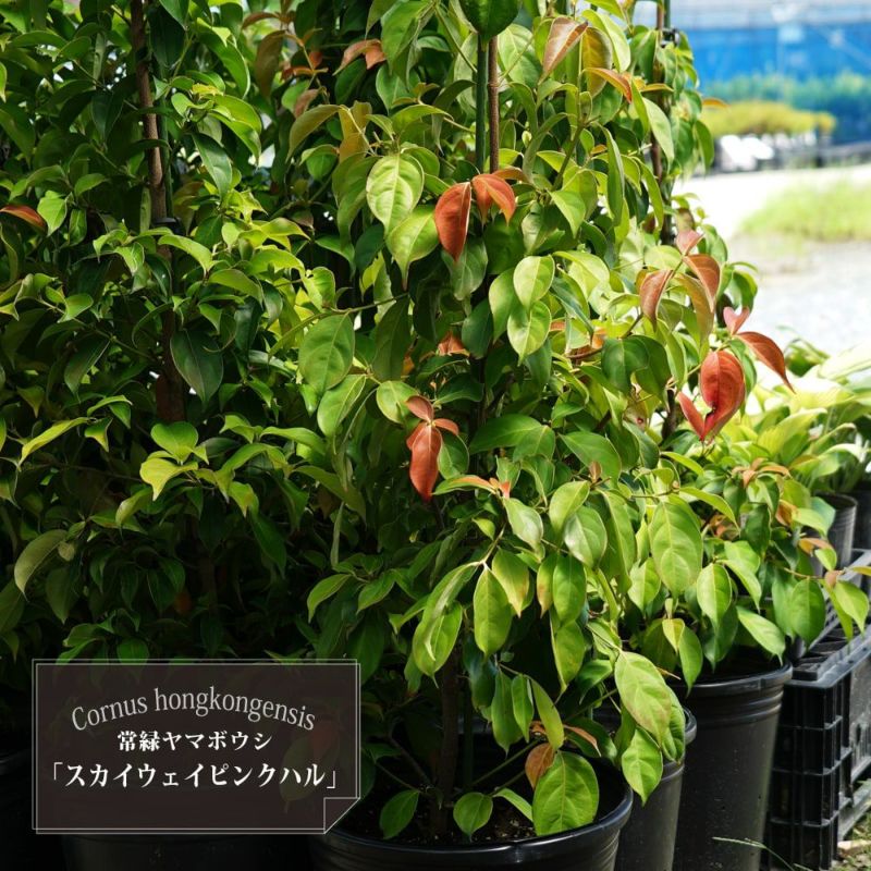 000000079723-02-l.jpg?t=