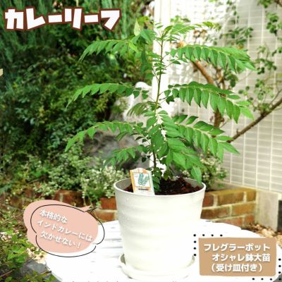 数量限定】カレーの木（苗）カレーリーフ 7号｜草花10-TU | 草花
