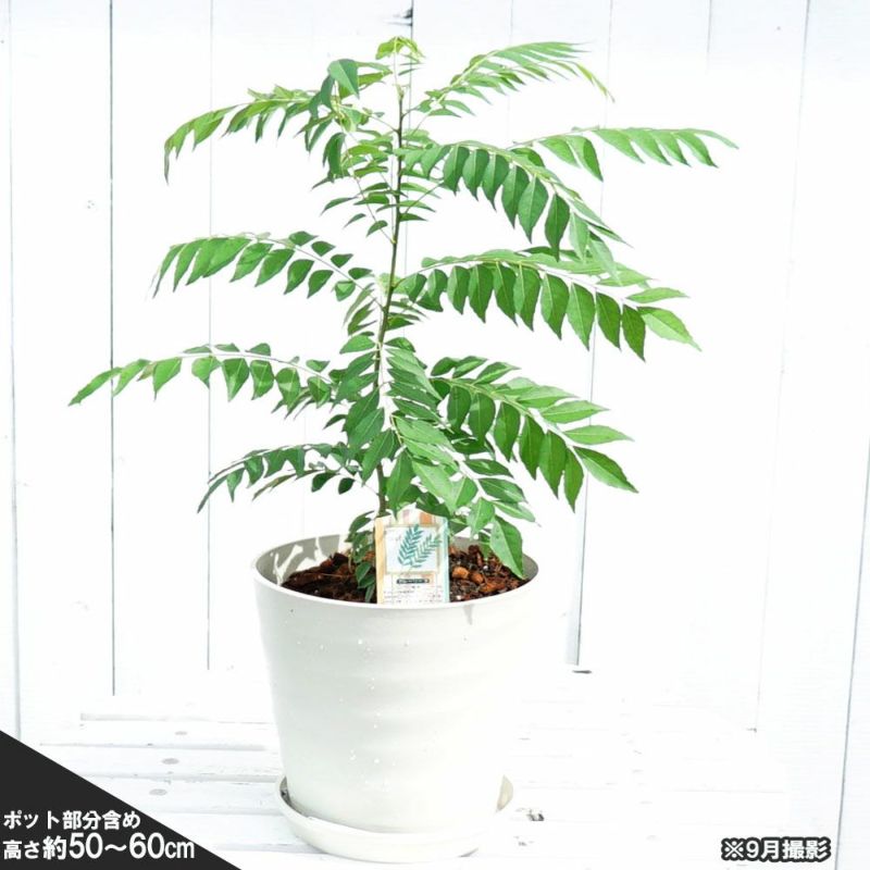 【完売】  000000080395-04-l.jpg?t= ハーブ