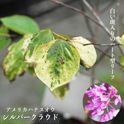 アメリカハナズオウ フォレストパンジー 苗 販売 苗木部 By 花 アメリカハナズオウ フォレストパンジー 苗 販売 苗木部 By 花