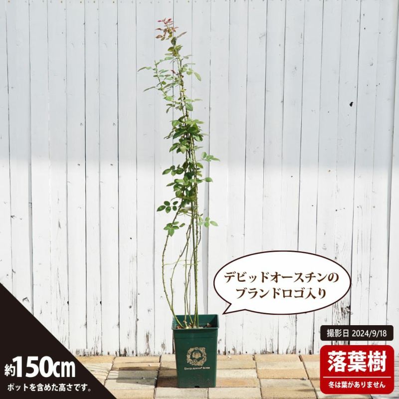 バラ クラウンプリンセスマルガリータ S シュラブ （半つるバラ） 苗