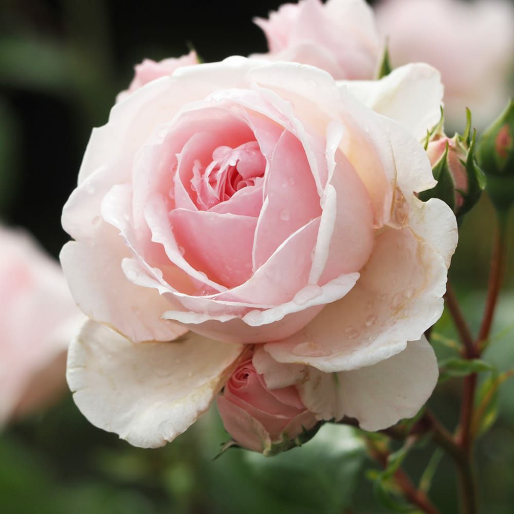 「ゲン君」 切り花品種バラ苗　レアバラ ゲン君」 切り花品種バラ苗 レアバラ ゲン君様専用」 切り花品種バラ苗