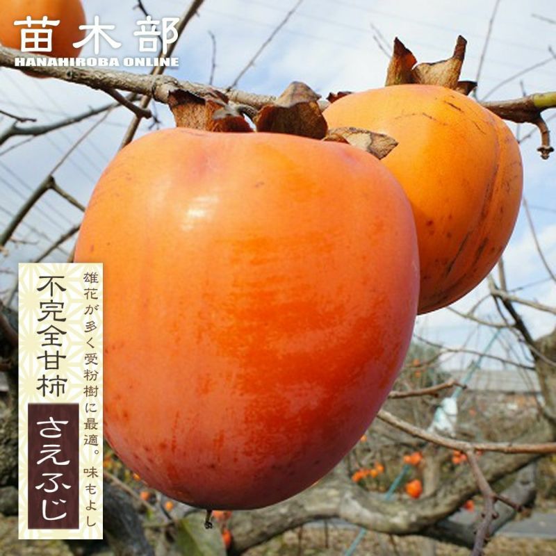 確認用・柿の苗 000000081135-01-l.jpg?t=