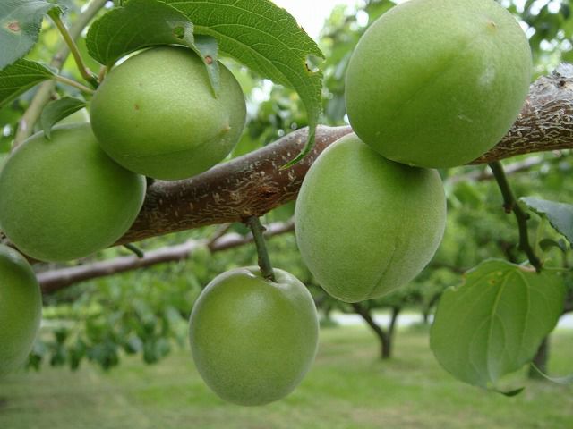 000000081137-02-l.jpg?t=