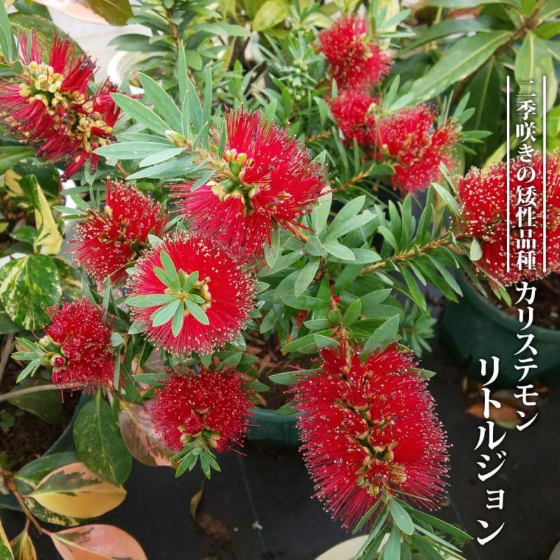 オーストラリアの花木です 1年に2回～3回花が咲きます ☆