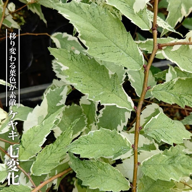 000000081179-01-l.jpg?t=