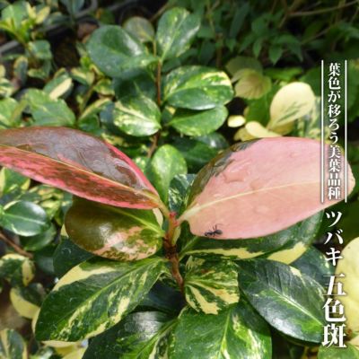 椿 羽衣 苗 販売 苗木部 By 花ひろばオンライン 椿 羽衣 苗 販売 苗木部 By 花ひろばオンライン