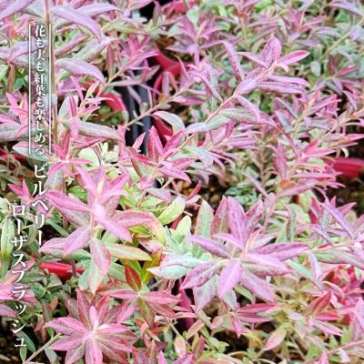 ワイルドブルーベリー ビルベリー ローザスブラッシュ 苗 販売