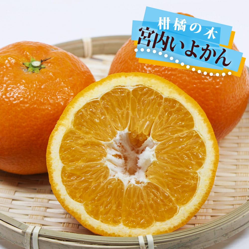 いよかん様専用 9点 小さいいよかん（伊予柑）のおすすめ通販・お