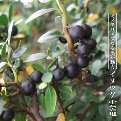 ユッカ ロストラータ ハイブリッドの販売 苗木部 By 花ひろば