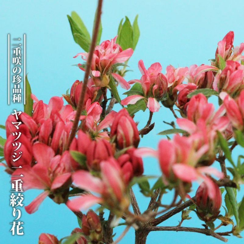 逸品。山採り ヤマツツジ2.3M(鉢底から) 山採り ヤマツツジ2.3M(鉢底から)