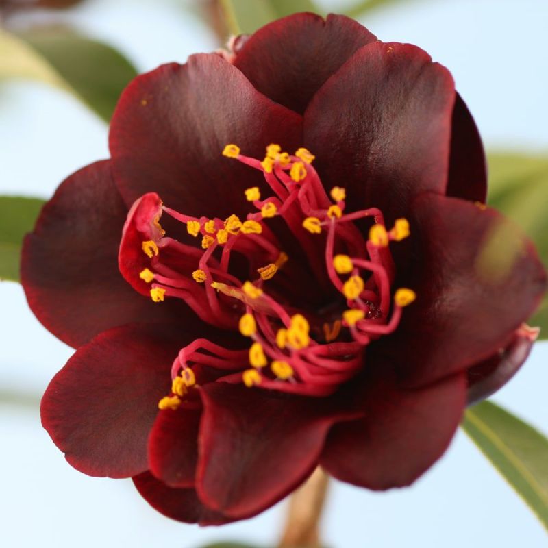 椿 ナイトライダー フクリン斑 苗 販売 苗木部 By 花ひろばオンライン