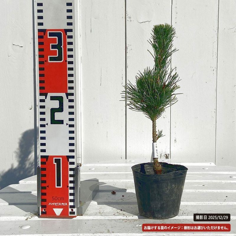 北の蝦夷　松の木　特大苗木1メートル50センチ 604c6dfba5b7ab24517fc5d1b0e822