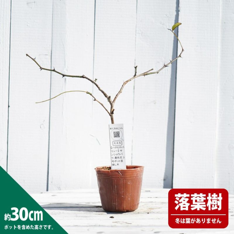 ご確認用バラ苗 バラ挿し木苗 エセル③ バラ苗 切花品種 コロンとして