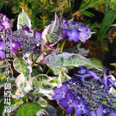 入荷の少ない珍しい品種 | 苗木部 本店 By 花ひろばオンライン 入荷の少ない珍しい品種 | 苗木部 本店 By 花ひろばオンライン