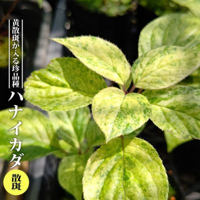 000000081313-01-m.jpg?t=