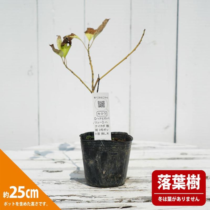 ハナイカダ 散斑 苗 販売 苗木部 By 花ひろばオンライン