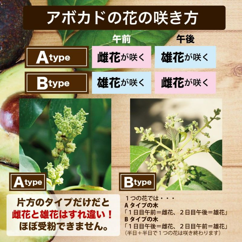リンダ種】 アボカド Aタイプ 1年生 接木苗 | 苗木部 本店 By 花ひろば