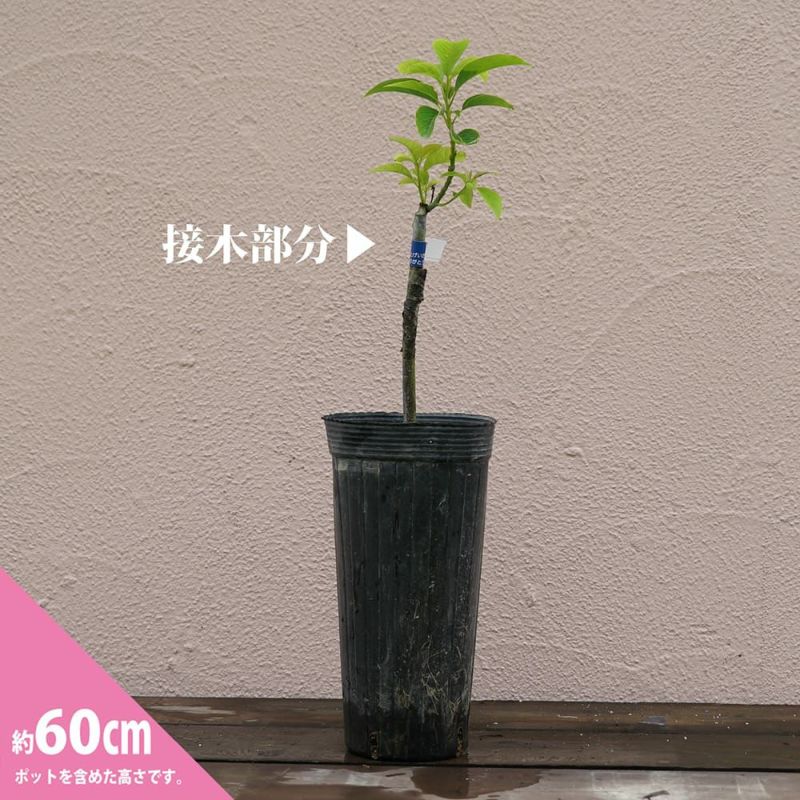 リンダ種】 アボカド Aタイプ 1年生 接木苗 | 苗木部 本店 By 花ひろば