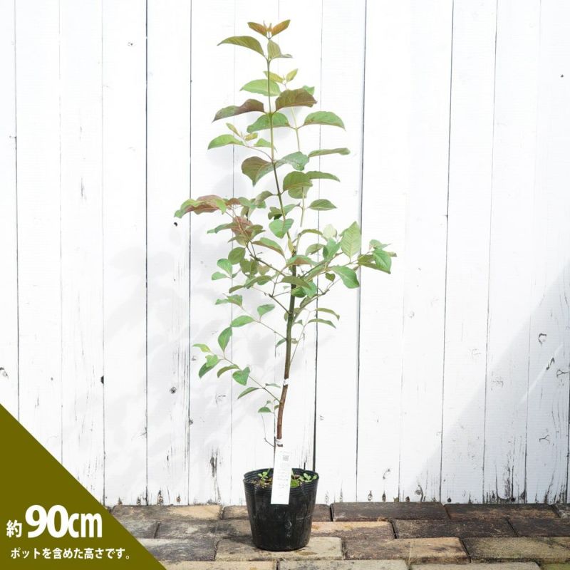 ユーカリの木 “レインボープルプレア” 5号ポット苗 シンボルツリー