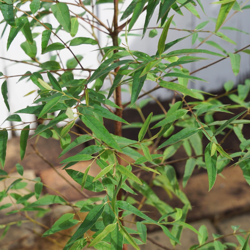 ユーカリの木 “プロピンカ” 5号ポット苗 シンボルツリー 生垣 目隠し