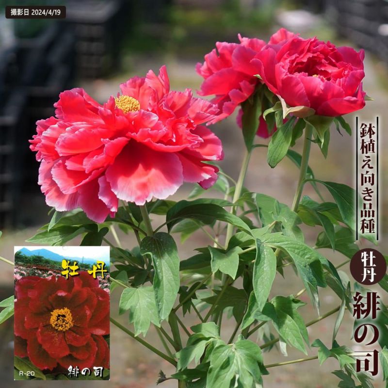 000000081551-01-l.jpg?t=