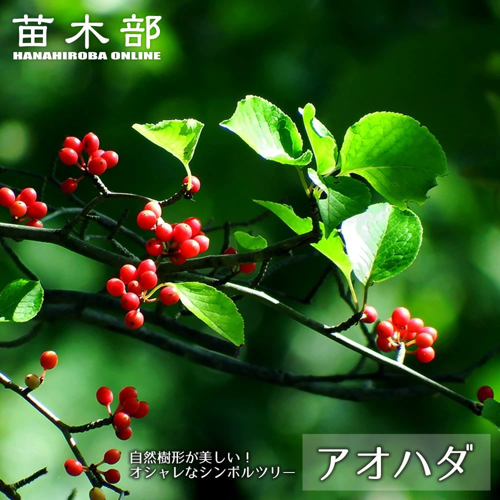アオハダ （青膚) 【里の木シリーズ】 庭木 落葉樹 シンボルツリー