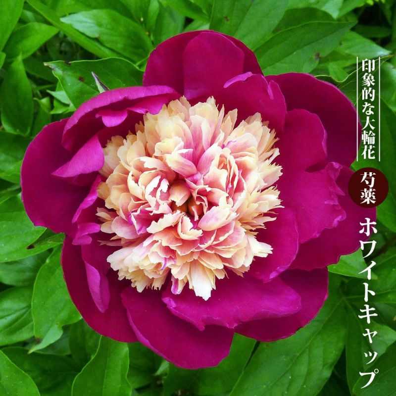 シャクヤク 芍薬 アンカズン 12cmポット 苗 園芸 ガーデニング