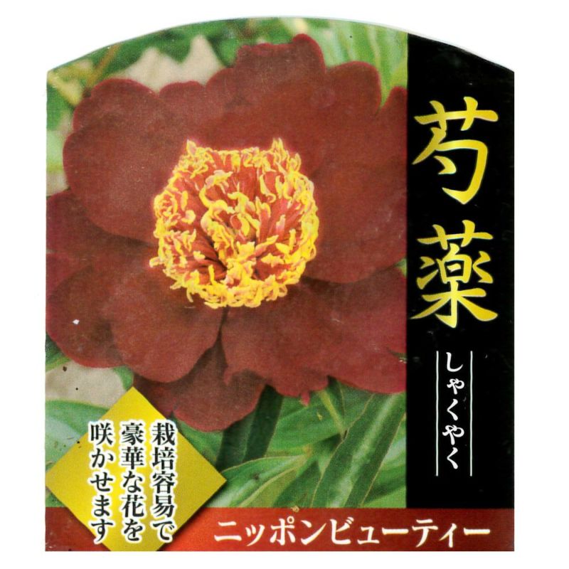 芍薬 【ニッポンビューティー】 4号ポット苗 | 苗木部 本店 By 花