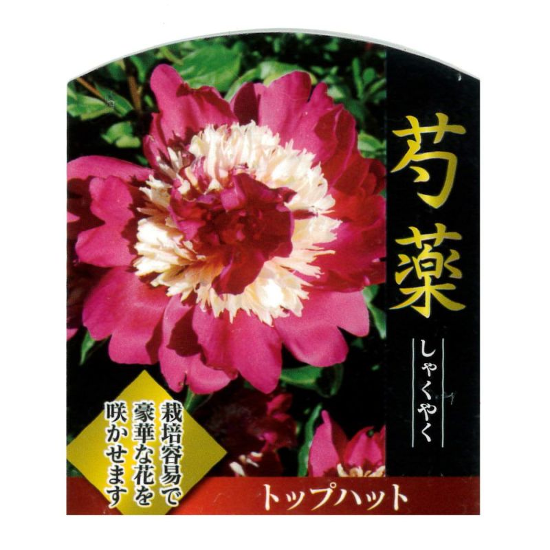 芍薬 【トップハット】 4号ポット苗 | 苗木部 本店 By 花ひろば