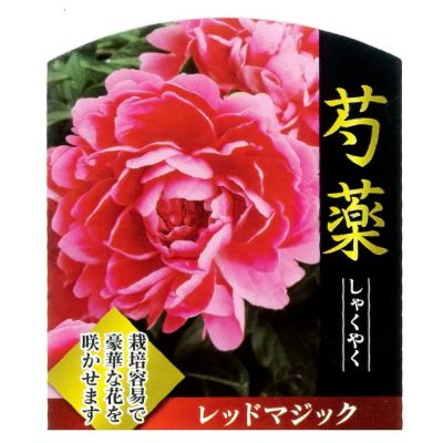 草花の苗/シャクヤク（芍薬）：レッドサラベルナール4号ポット きつく