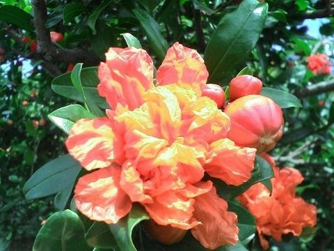 サポジラ 接木苗 花つき 大木