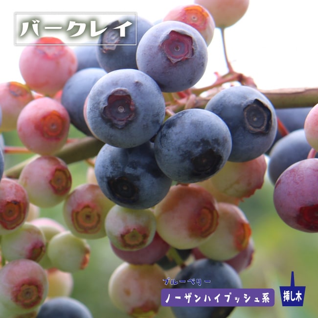 000000081926-01-l.jpg?t=