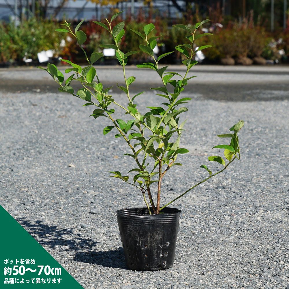 【ジュエル】サザンハイブッシュ系ブルーベリー 2年生 挿し木 5号ポット苗 苗木部 本店 By 花ひろばオンライン