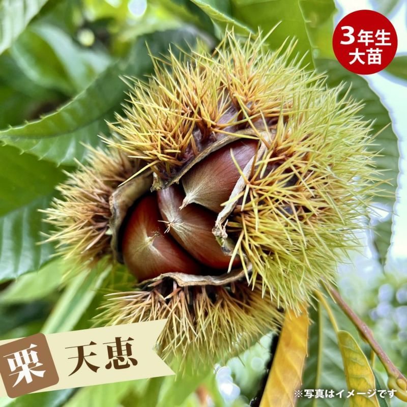 受注生産品 2022年発芽の栗の苗木10本/大粒/幼木/植木/庭木/盆栽/筑波