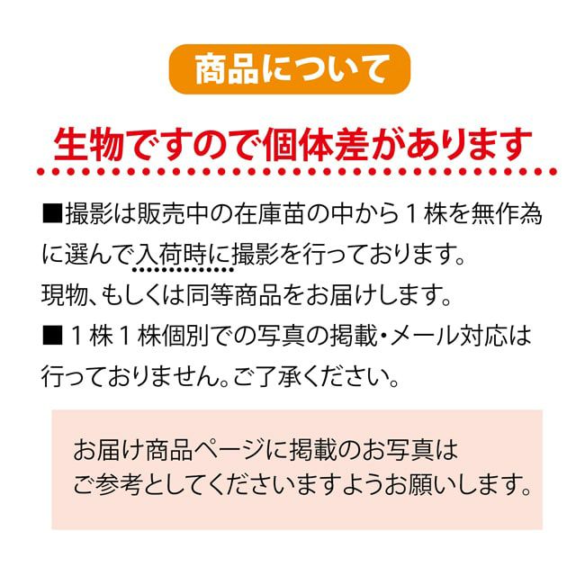 好評にて期間延長】 ☆ 小山悦司様専用 フィンガーライム ☆ 植物/観葉