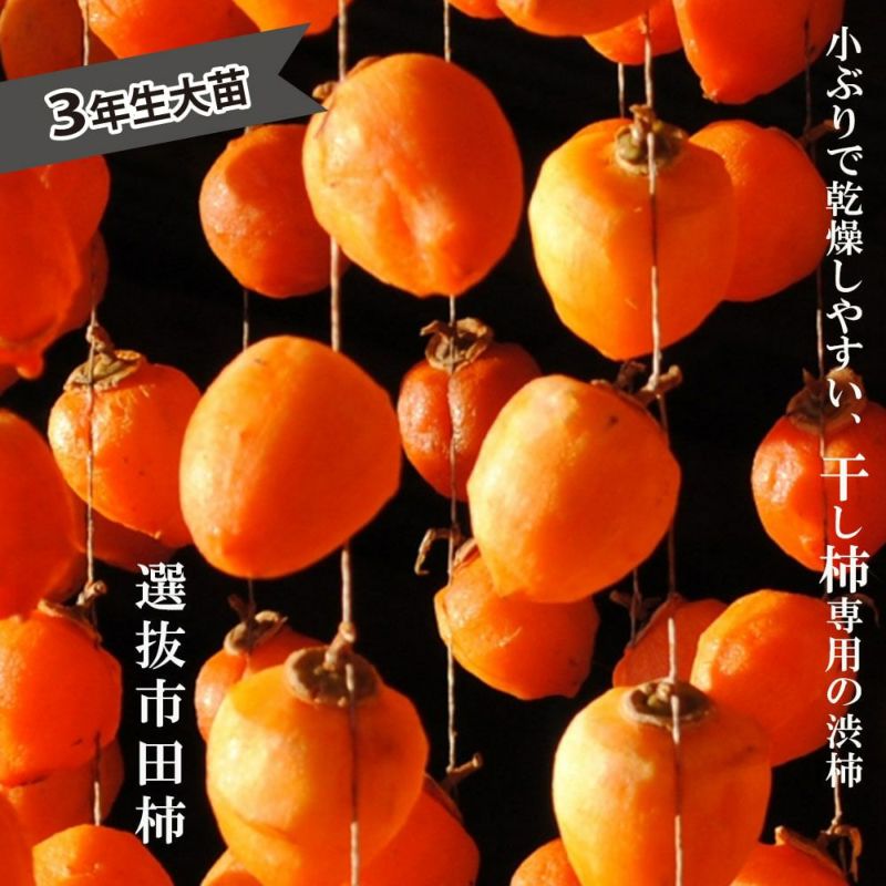 楽天市場】【期間特価・送料無料】市田柿 干し柿 10ケ入（約280