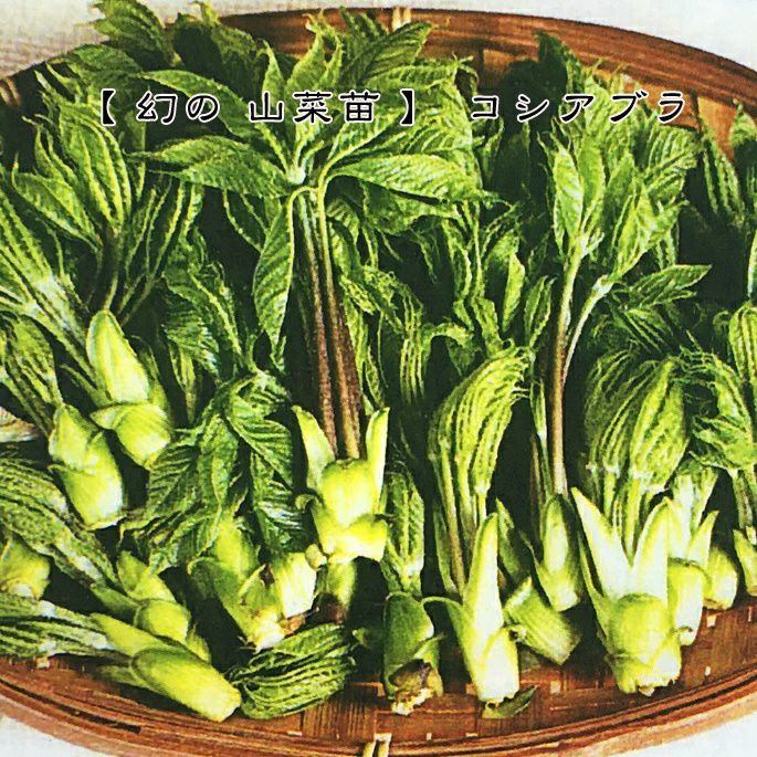 野菜の苗 コシアブラ 3.5号ポット 6株セット - 果菜