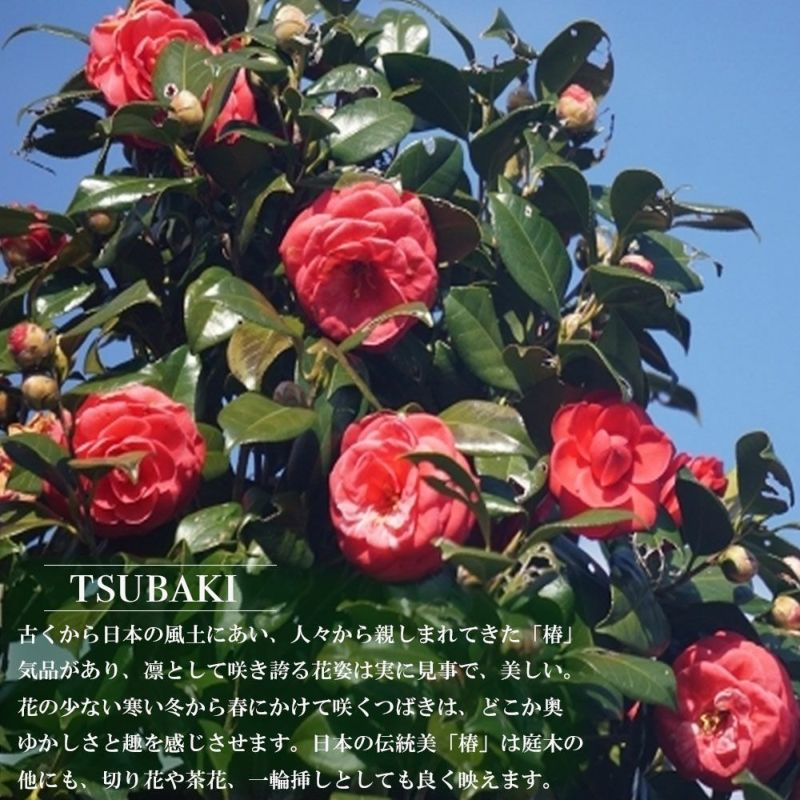 椿 紅月の通販 おすすめ 苗木部 By 花ひろばオンライン