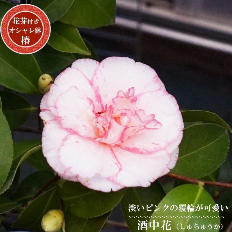 椿の花 1979年中国花切手コレクション 希少品 中国切手 1979年 T.37. 雲南のツバキ - 切手のことなら