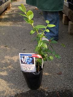 ブルーベリー苗 接木苗 スパルタン 13.5cmポット 4本セット ノーザン