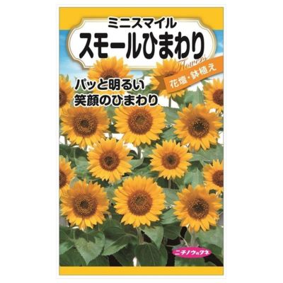 【スモールひまわり（ミニスマイル）】 種・小袋 （1ml） F1（一代 