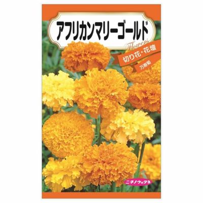 フレンチマリーゴールド ダークオレンジ 苗 販売 苗木部 By 花 フレンチマリーゴールド ダークオレンジ 苗 販売 苗木部 By 花
