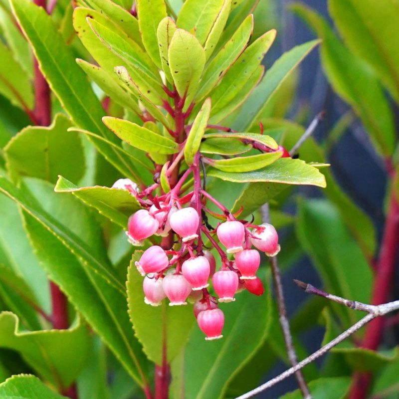 ヒメイチゴノキ（ストロベリーツリー） 【赤花】 根巻き特大苗