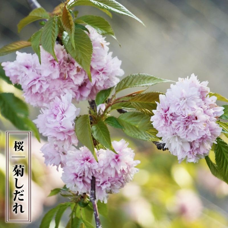 苗：八重咲しだれ桜*さくら サクラ - 花・観葉植物